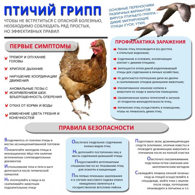 птичий грипп птичий грипп.